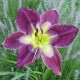 Hemerocallis 'Painted Pattern'