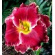 Hemerocallis 'Ruby Corona'