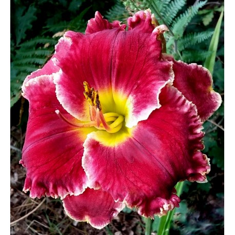 Hemerocallis 'Ruby Corona'