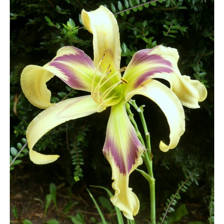 Hemerocallis 'Blue Moon Fest'