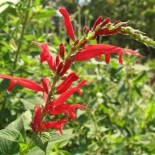 Salvia rutilans