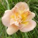 Hemerocallis 'A Gift for Treva'