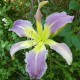 Hemerocallis 'Lovely Light'