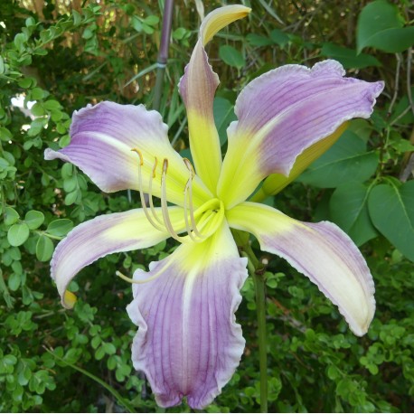 Hemerocallis 'Lovely Light'