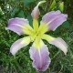 Hemerocallis 'Lovely Light'