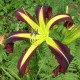 Hemerocallis 'Black Raven'