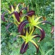 Hemerocallis 'Black Raven'