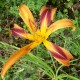 Hemerocallis 'Tigereye Spider'