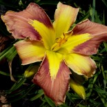 Hemerocallis 'Jungle Queen'