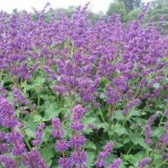 Salvia verticillata Purple Rain