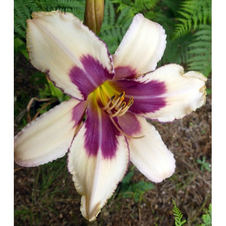 Hemerocallis 'Yee Haw'