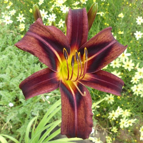 Hemerocallis 'Chocolate Dragon'