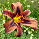 Hemerocallis 'Chocolate Dragon'