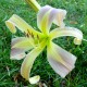 Hemerocallis 'Fingers of Time'