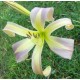 Hemerocallis 'Fingers of Time'