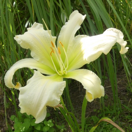 Hemerocallis 'Heavenly Angel Ice'