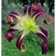 Hemerocallis 'Moonshine Shadows'