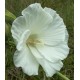 Hibiscus moscheutos 'Extreme Pure White'