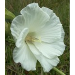 Hibiscus moscheutos 'Extreme Pure White'