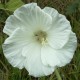 Hibiscus moscheutos 'Extreme Pure White'