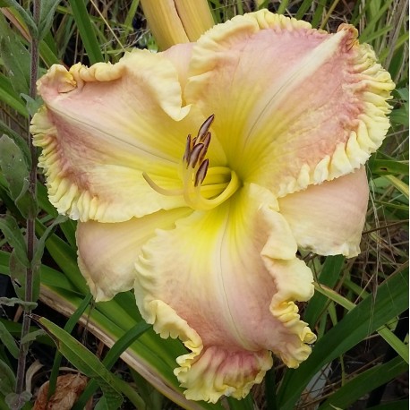 Hemerocallis 'Think of You'