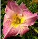 Hemerocallis 'Etrusque'