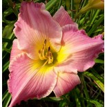 Hemerocallis 'Etrusque'