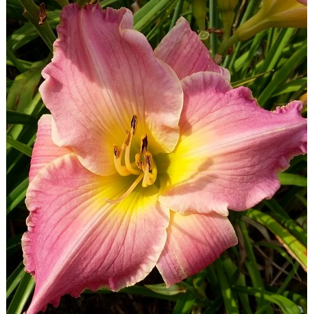 Hemerocallis 'Etrusque'