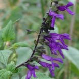 Salvia x guaranitica 'Purple Majesty'