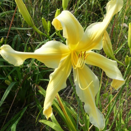 Hemerocallis 'Living in Amsterdam'