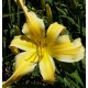 Hemerocallis 'Living in Amsterdam'