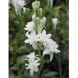 Polianthes tuberosa 'The Pearl'