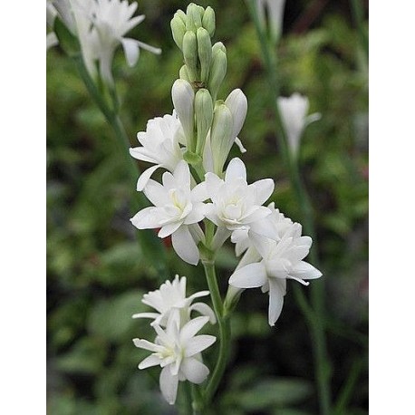 Polianthes tuberosa 'The Pearl'
