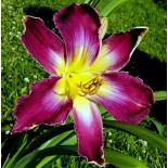 Hemerocallis 'Wild Smurf'