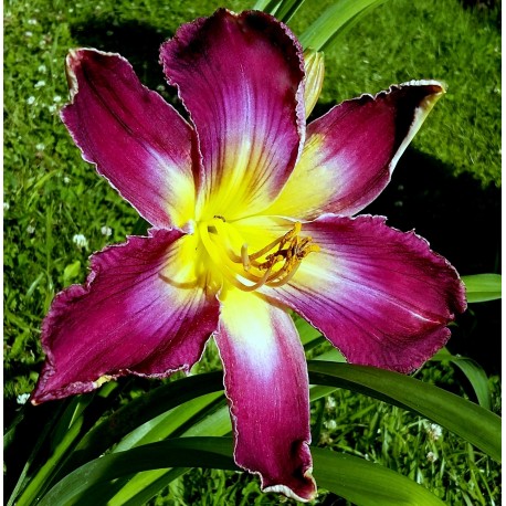 Hemerocallis 'Wild Smurf'