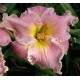 Hemerocallis 'Sister of Praise'