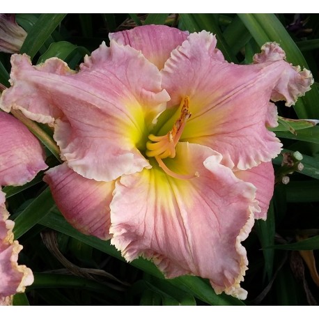 Hemerocallis 'Sister of Praise'