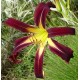 Hemerocallis 'Iktomi'