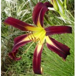 Hemerocallis 'Iktomi'