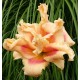 Hemerocallis 'Forty Second Street'