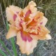 Hemerocallis 'Forty Second Street'