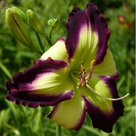 Hemerocallis 'Chasing Your Dreams'