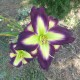 Hemerocallis 'Chasing Your Dreams'