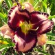 Hemerocallis 'Extravagant'