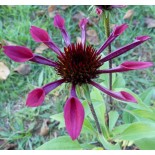 Echinacea purpurea 'Electro'