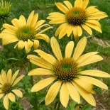 Echinacea purpurea 'Harvest Moon'