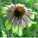 Echinacea purpurea 'Green Twister'