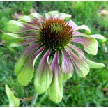 Echinacea purpurea 'Green Twister'