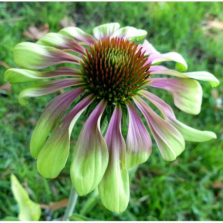 Echinacea purpurea 'Green Twister'