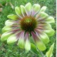 Echinacea purpurea 'Green Twister'